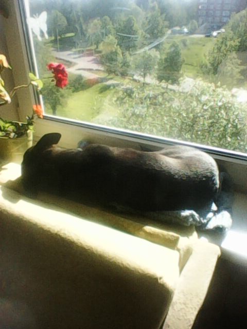 Alma uploaded   5 year/s ago