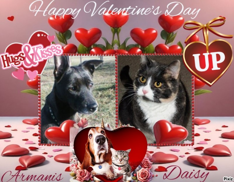 Armanis of the Alma family