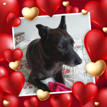 Armanis of the Alma family