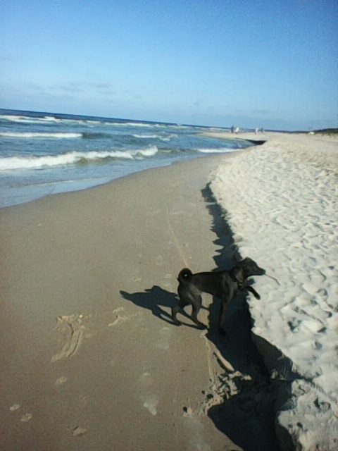 Alma uploaded   4 year/s ago