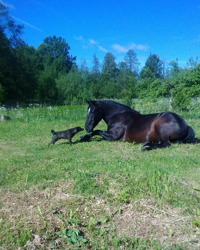 Alma uploaded   2 year/s ago