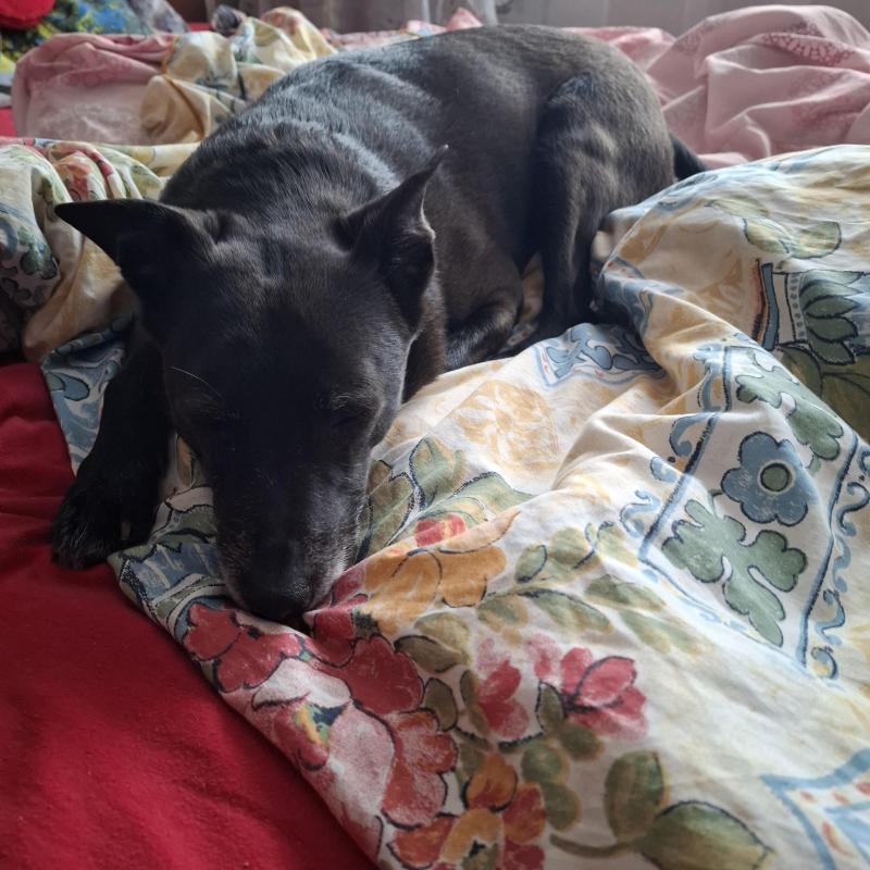 Alma uploaded   1 year/s ago