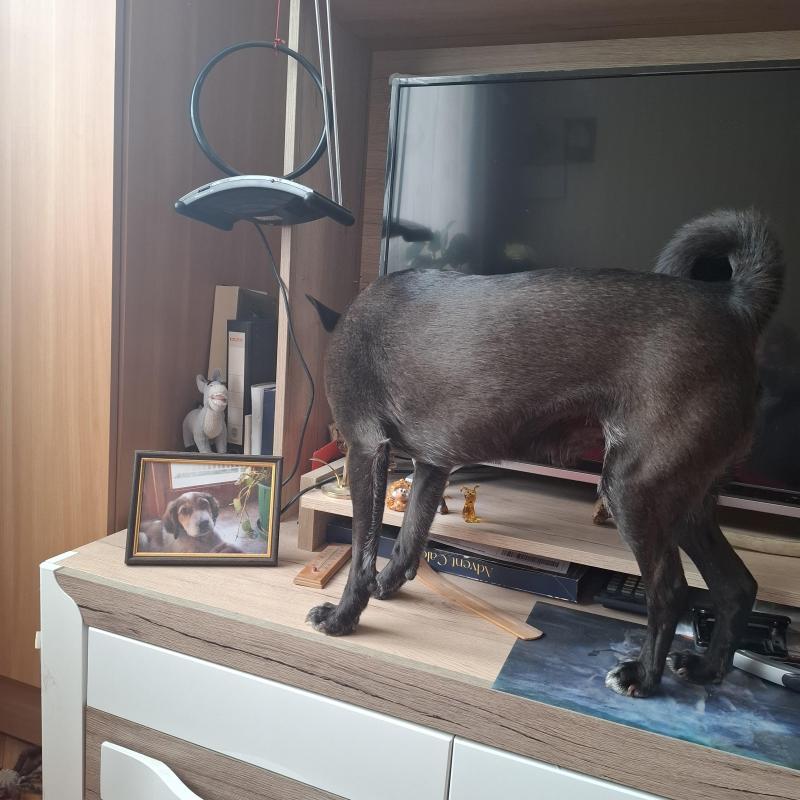 Alma uploaded   1 year/s ago