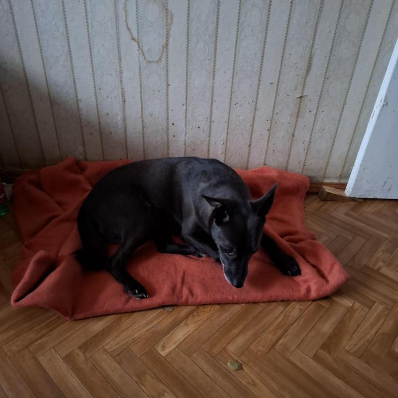 Alma uploaded   1 year/s ago