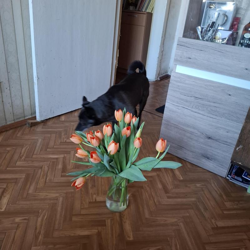 Alma uploaded   1 year/s ago