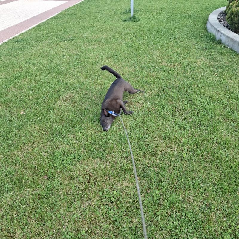 Alma uploaded   1 year/s ago