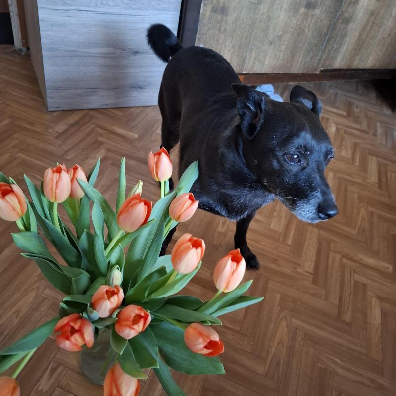 Alma uploaded   1 year/s ago