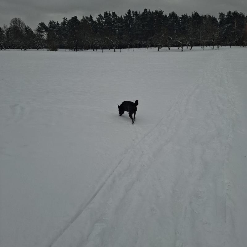 Alma uploaded   1 year/s ago