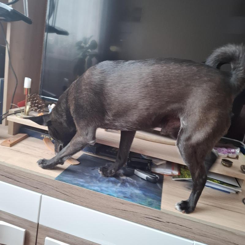 Alma uploaded   1 year/s ago