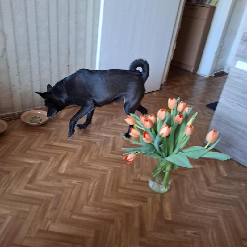 Alma uploaded   1 year/s ago