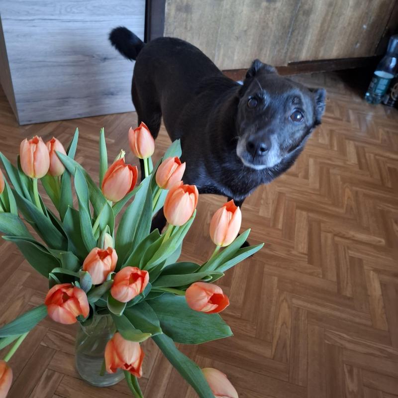 Alma uploaded   1 year/s ago