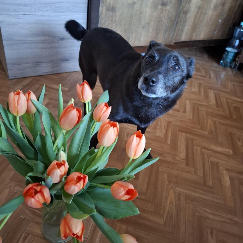 Alma uploaded   1 year/s ago