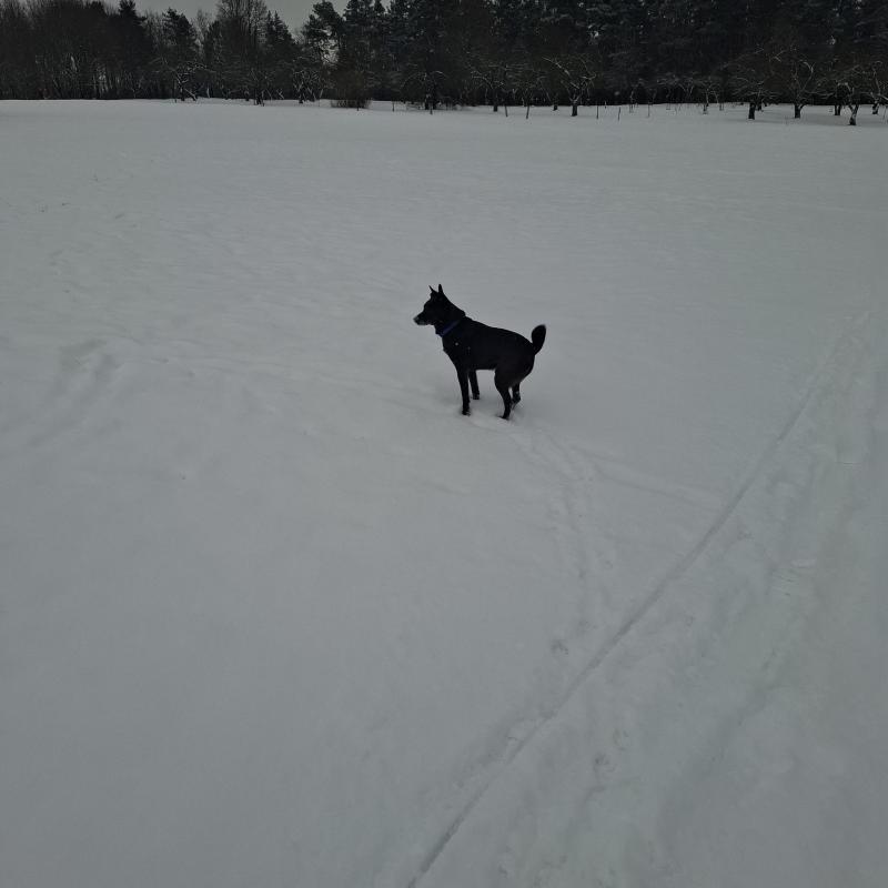 Alma uploaded   1 year/s ago