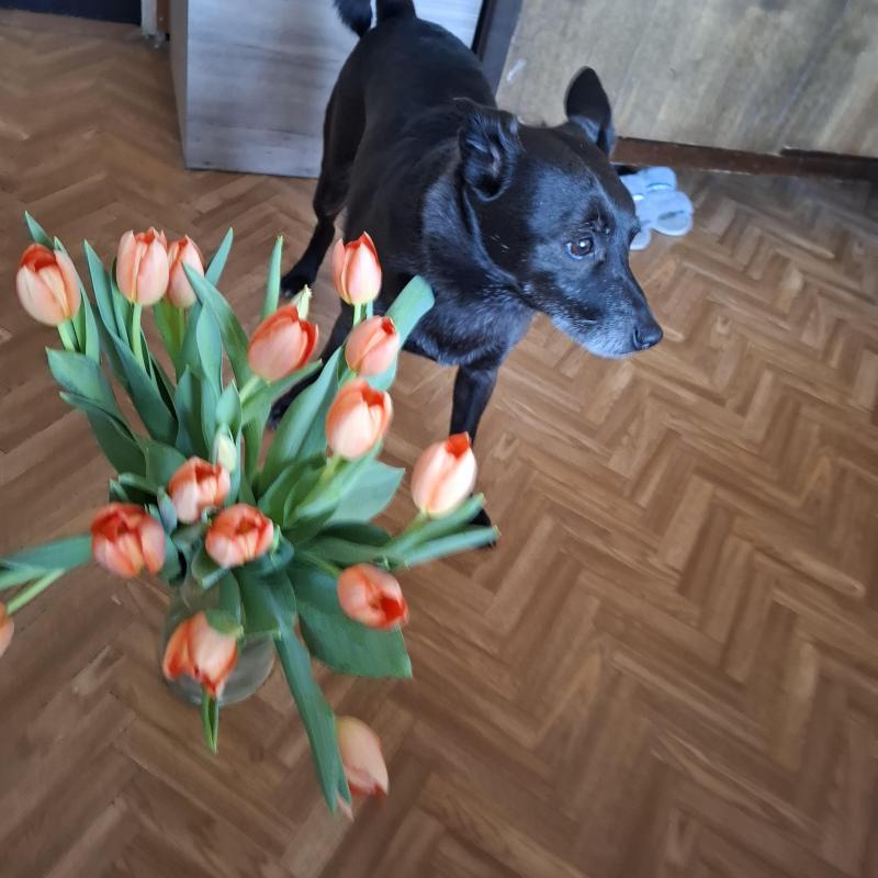 Alma uploaded   1 year/s ago