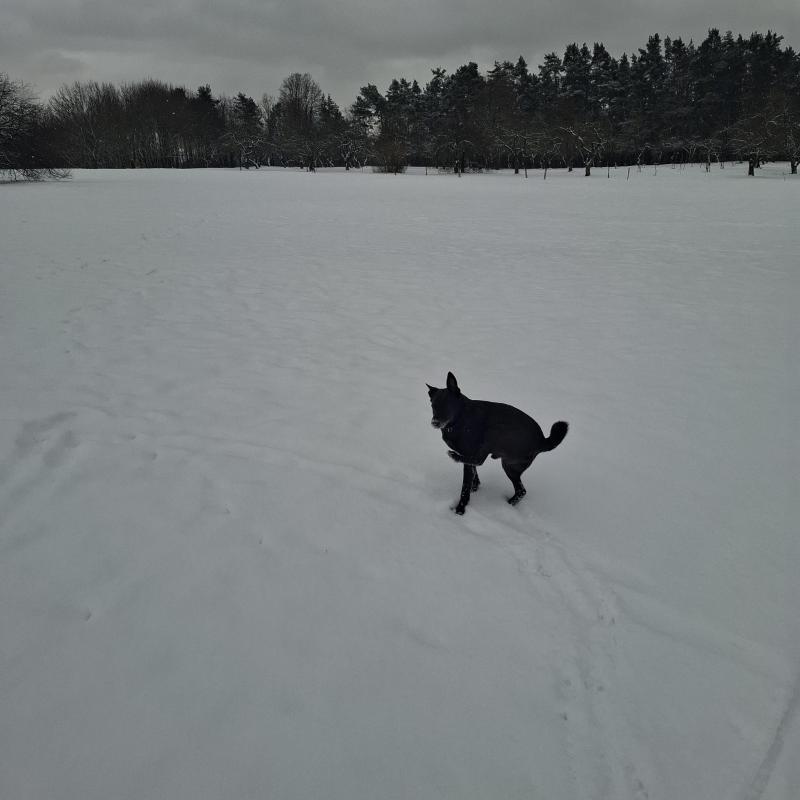 Alma uploaded   1 year/s ago