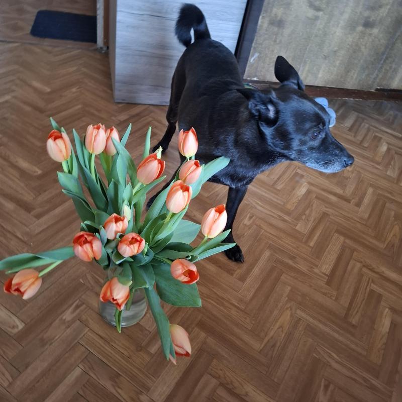 Alma uploaded   1 year/s ago