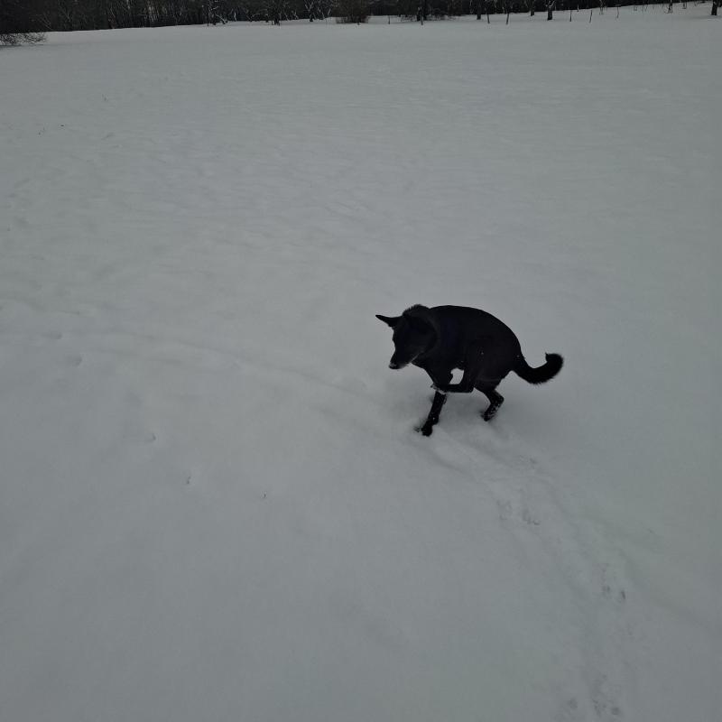 Alma uploaded   1 year/s ago