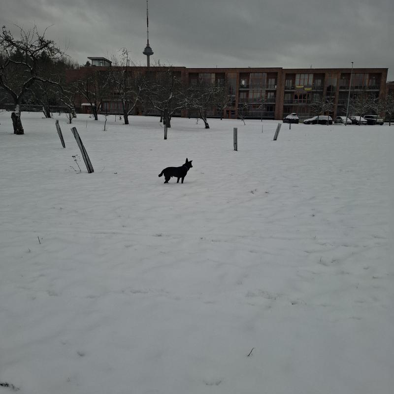 Alma uploaded   1 year/s ago