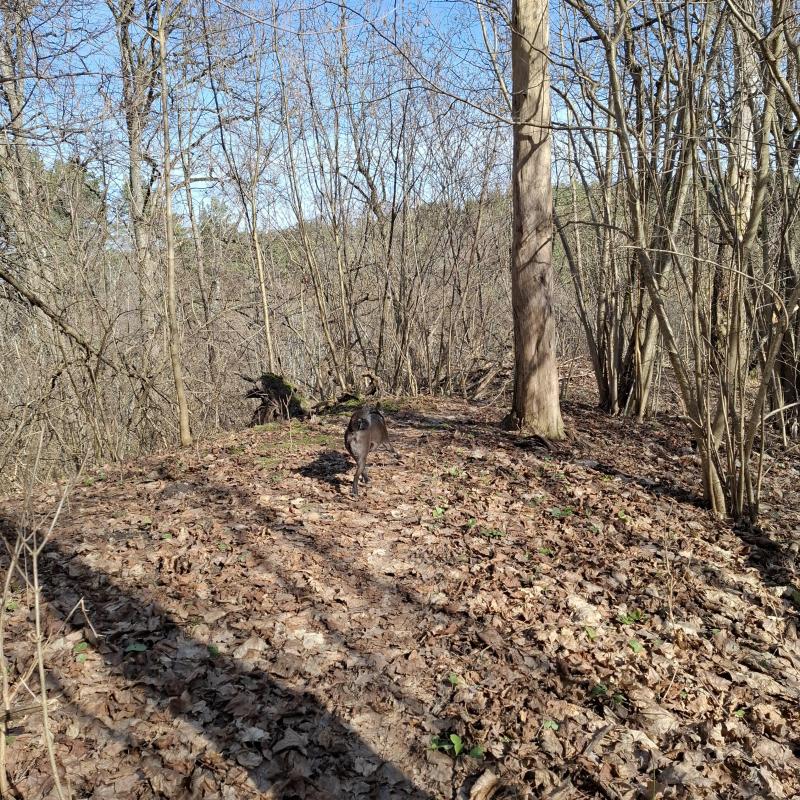 Alma uploaded   1 year/s ago