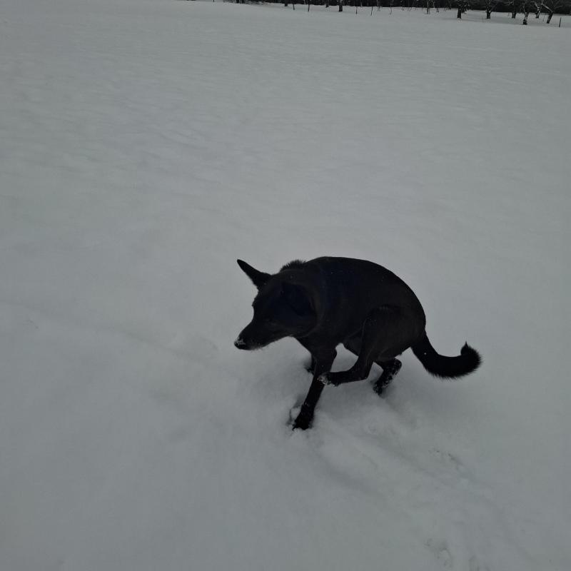 Alma uploaded   1 year/s ago