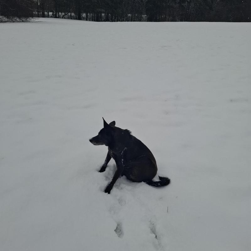 Alma uploaded   1 year/s ago