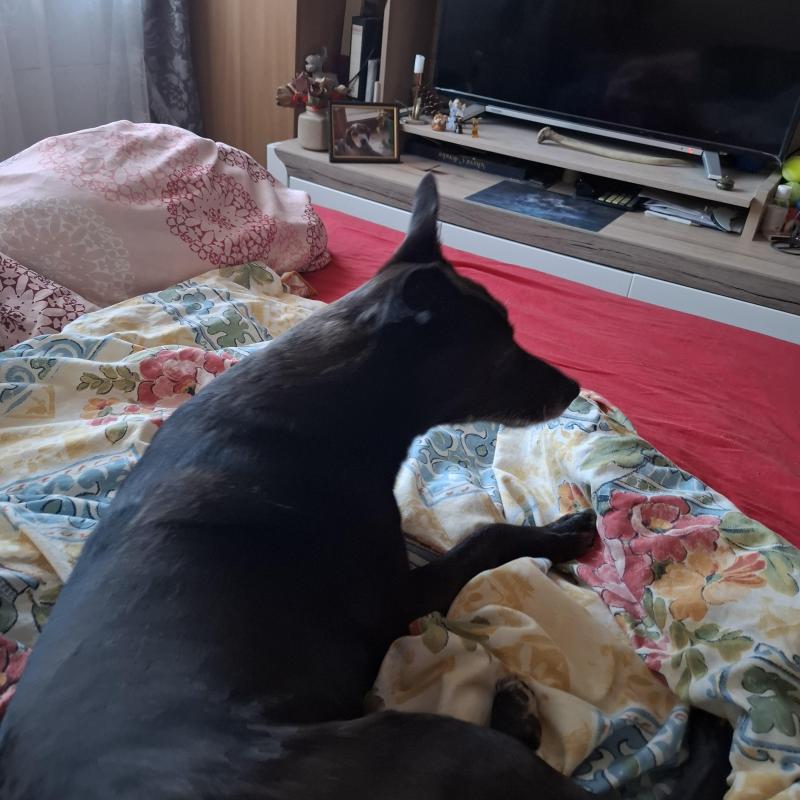 Alma uploaded   1 year/s ago