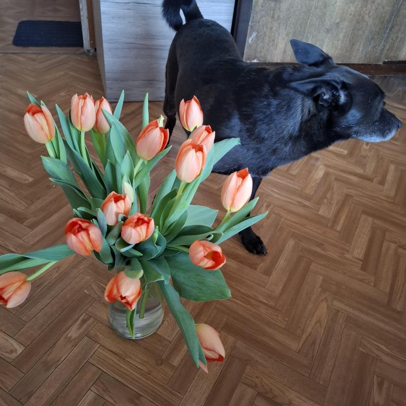 Alma uploaded   1 year/s ago