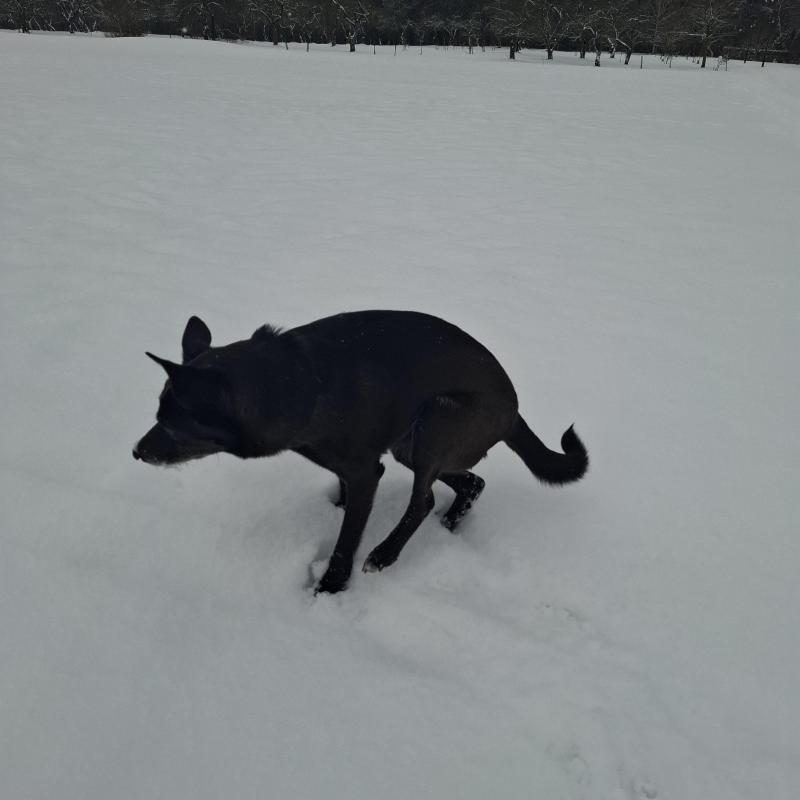 Alma uploaded   1 year/s ago