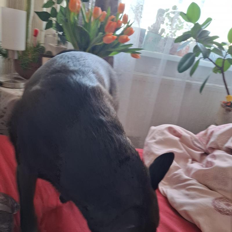 Alma uploaded   1 year/s ago