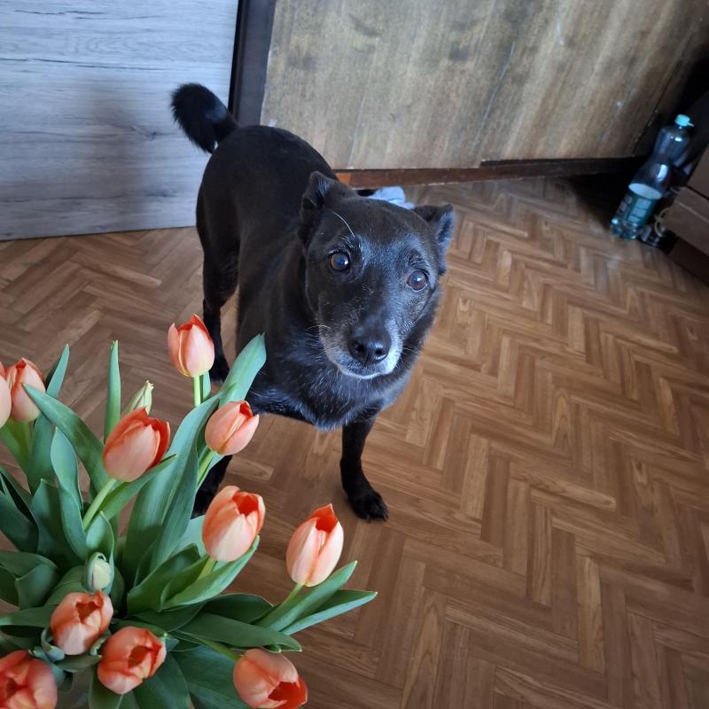 Alma uploaded   1 year/s ago