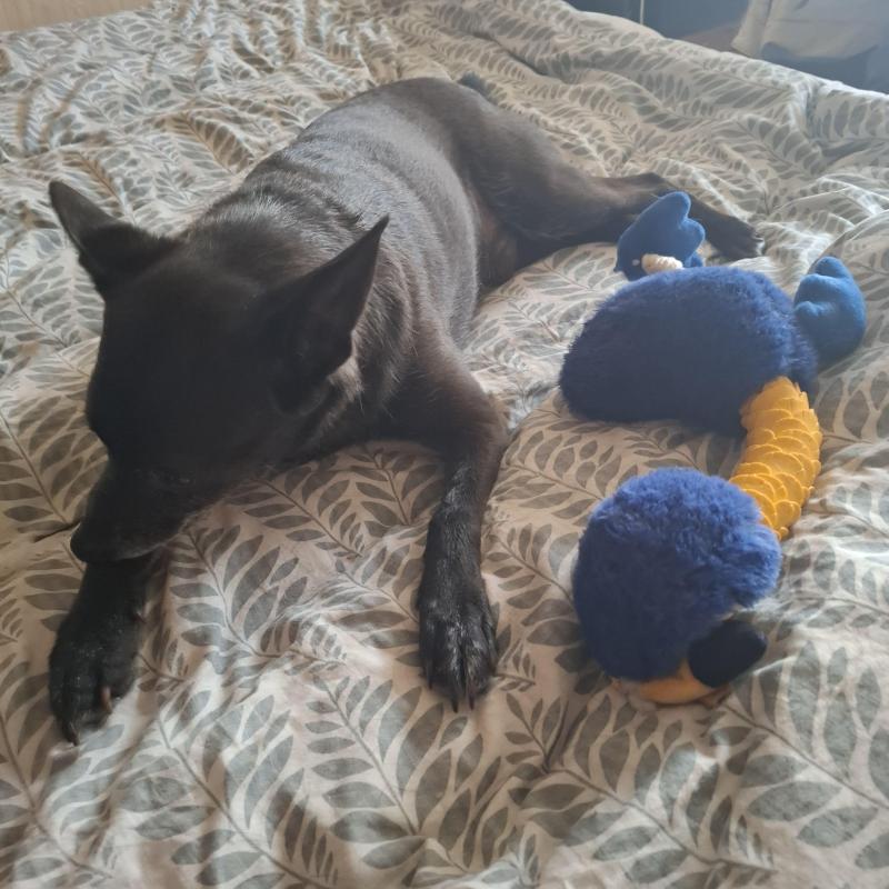 Alma uploaded   154  day/s  ago