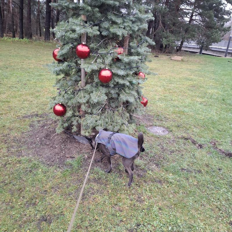 Alma uploaded   128  day/s  ago