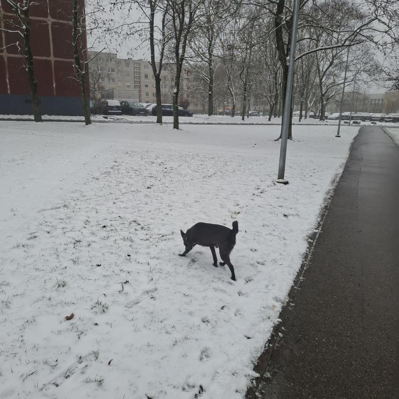 Alma uploaded   71  day/s  ago