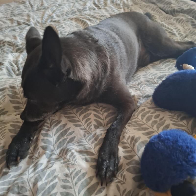 Alma uploaded   154  day/s  ago