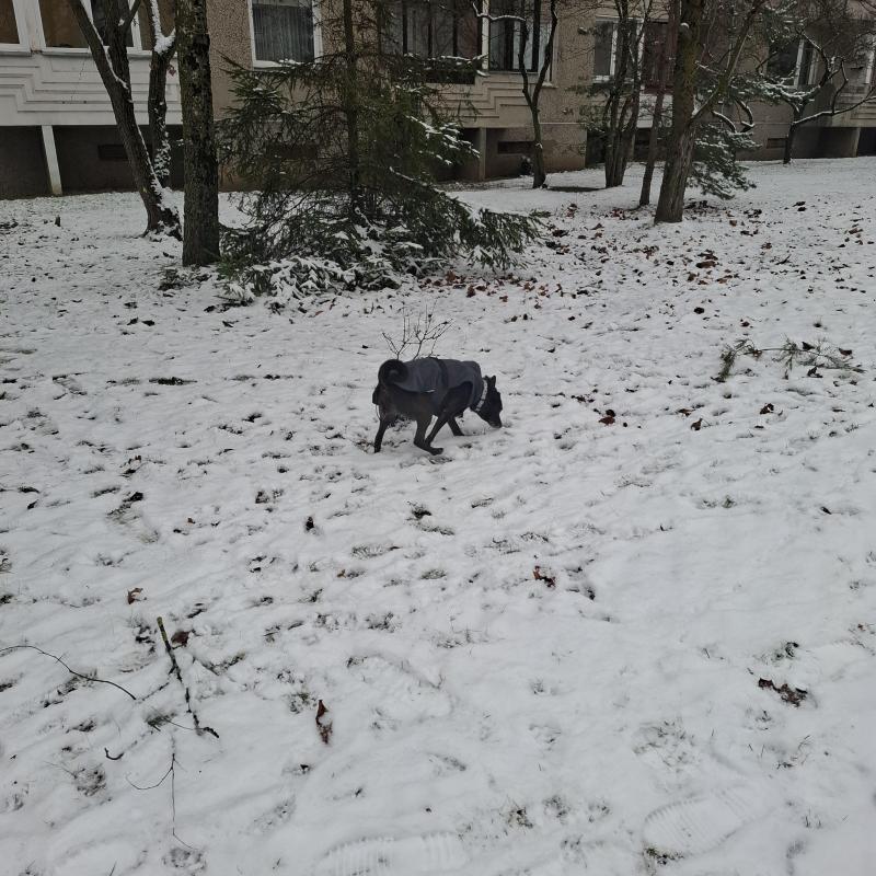 Alma uploaded   128  day/s  ago