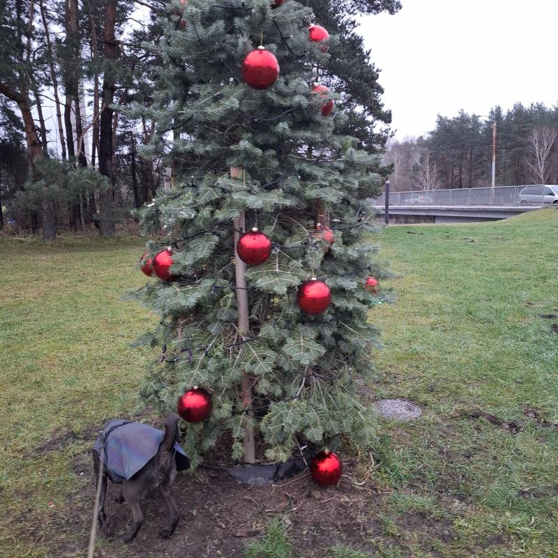 Alma uploaded   128  day/s  ago