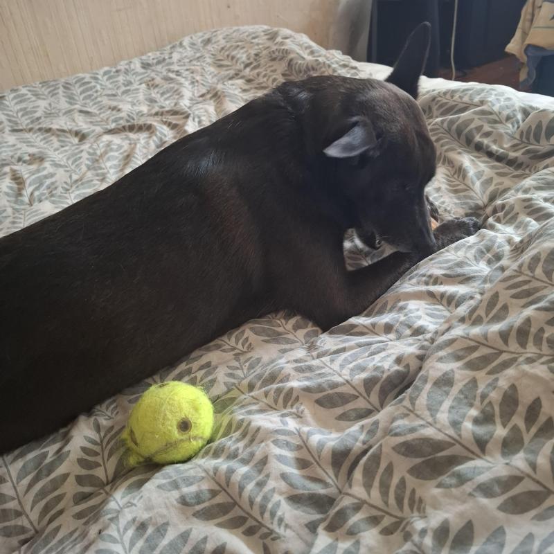 Alma uploaded   140  day/s  ago