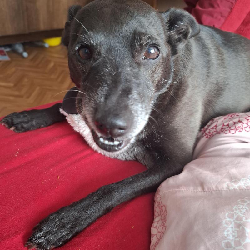 Alma uploaded   332  day/s  ago