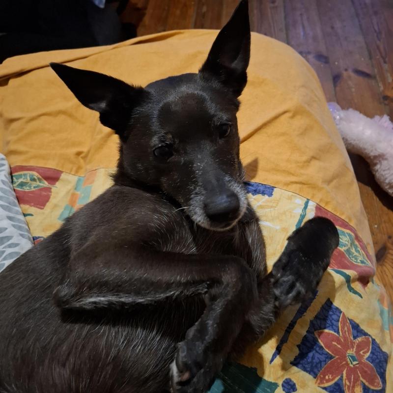 Armanis of the Alma family