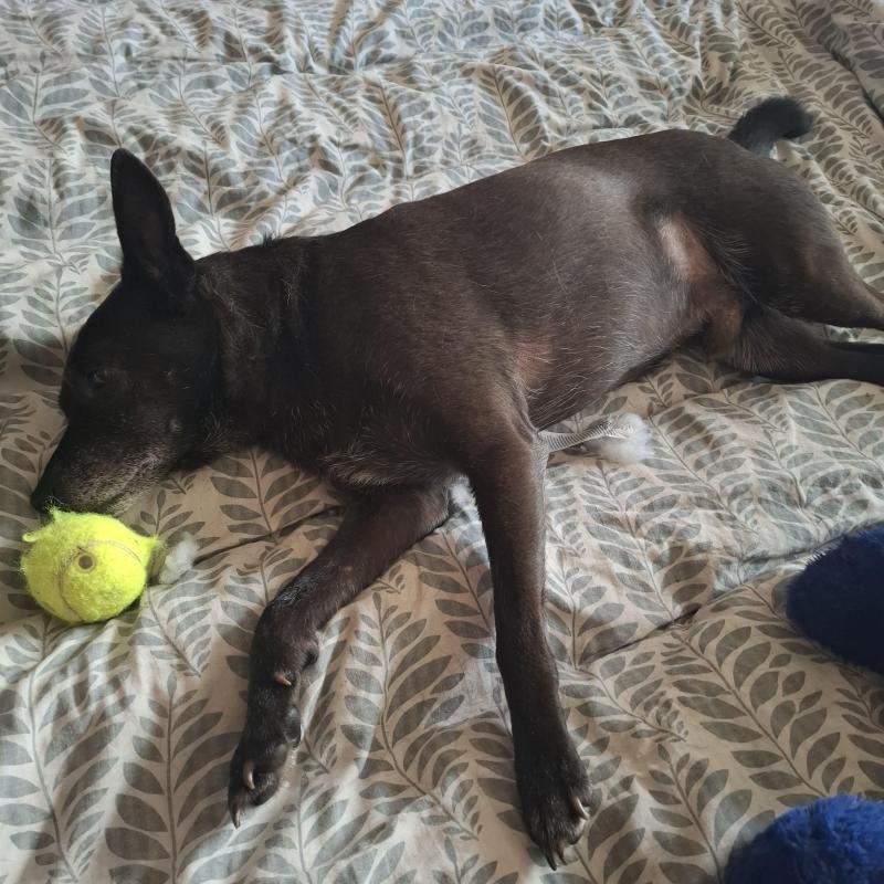 Alma uploaded   154  day/s  ago