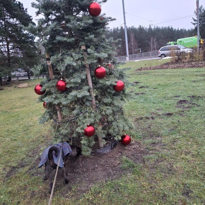 Alma uploaded   128  day/s  ago