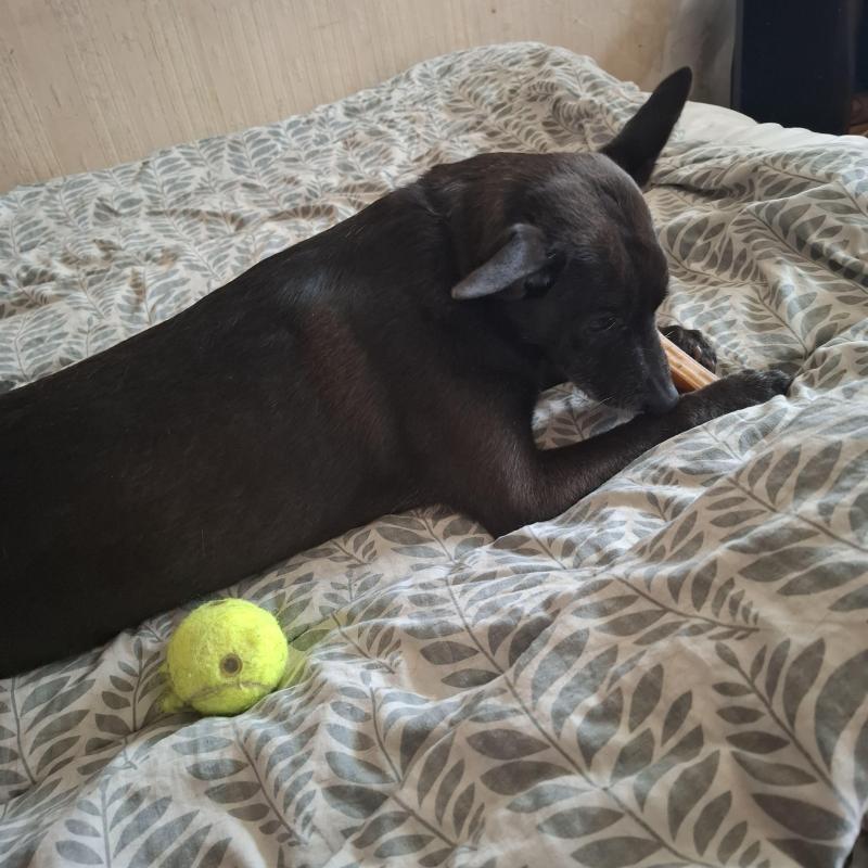 Alma uploaded   140  day/s  ago