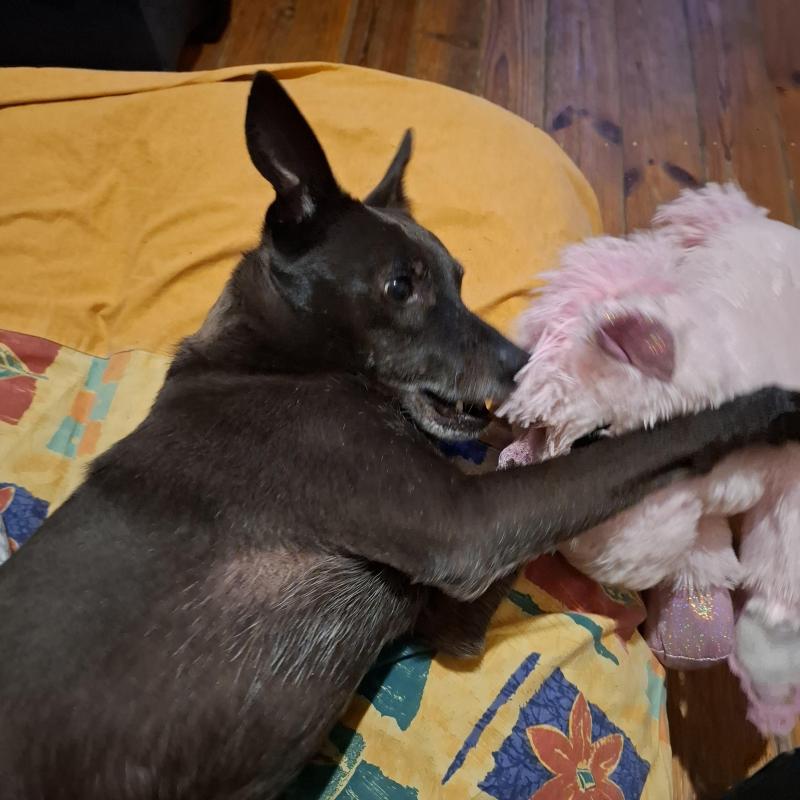 Armanis of the Alma family