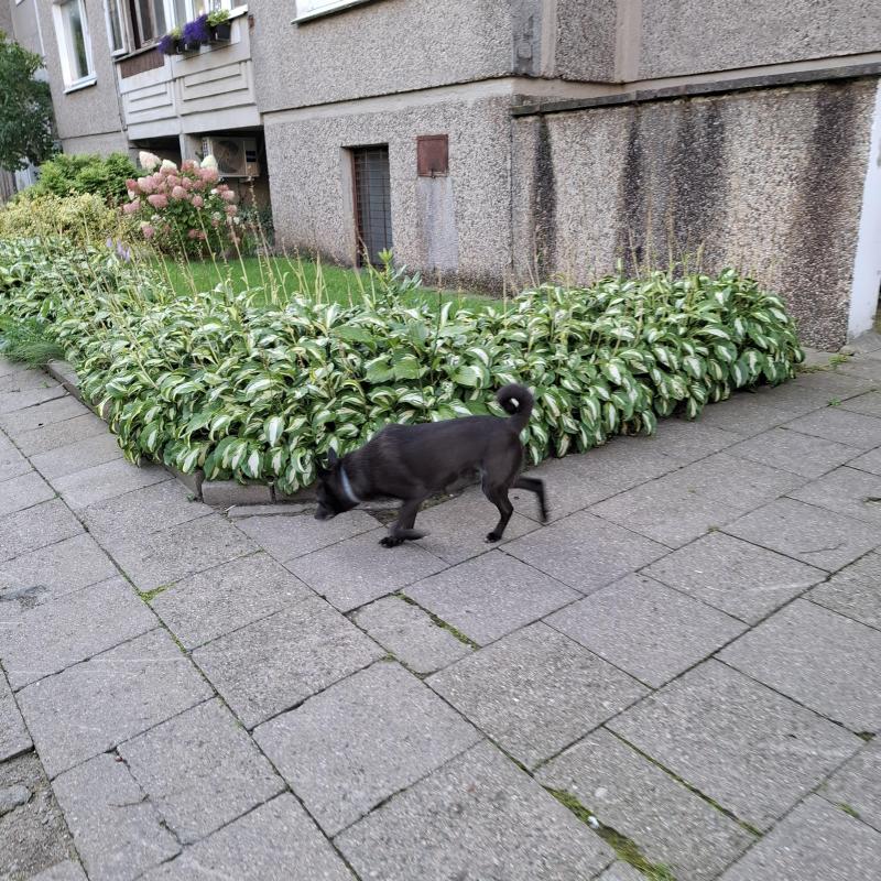 Alma uploaded   174  day/s  ago