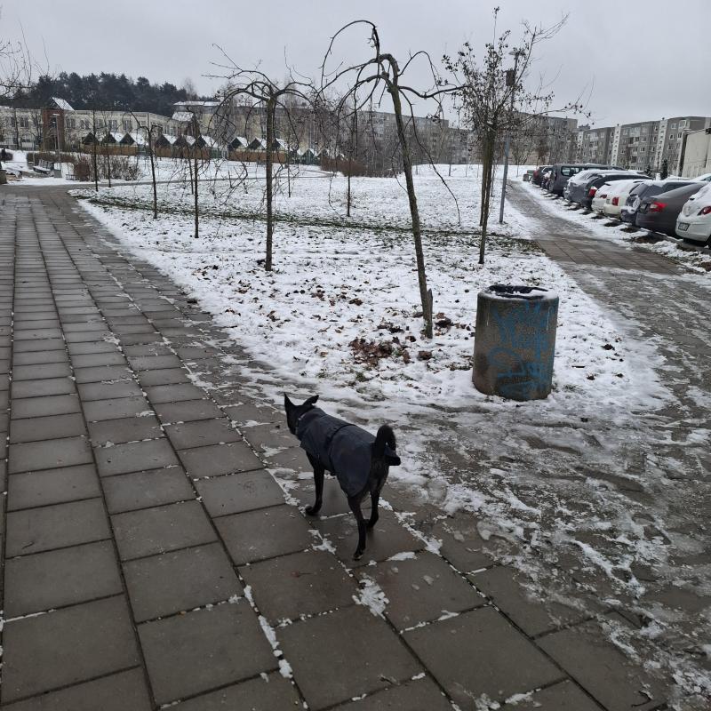 Alma uploaded   128  day/s  ago