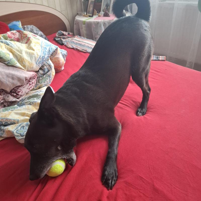 Alma uploaded   332  day/s  ago