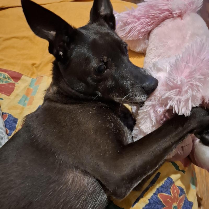 Armanis of the Alma family