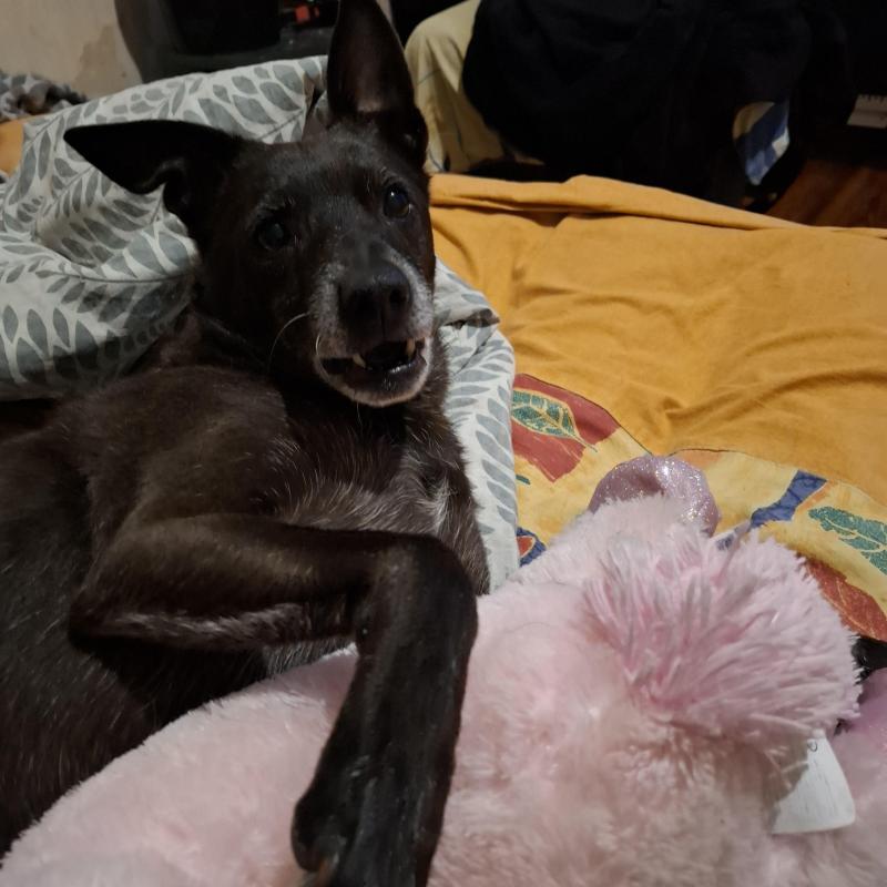 Armanis of the Alma family