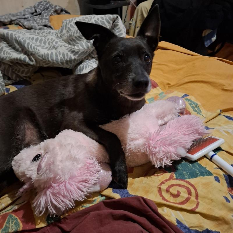 Armanis of the Alma family