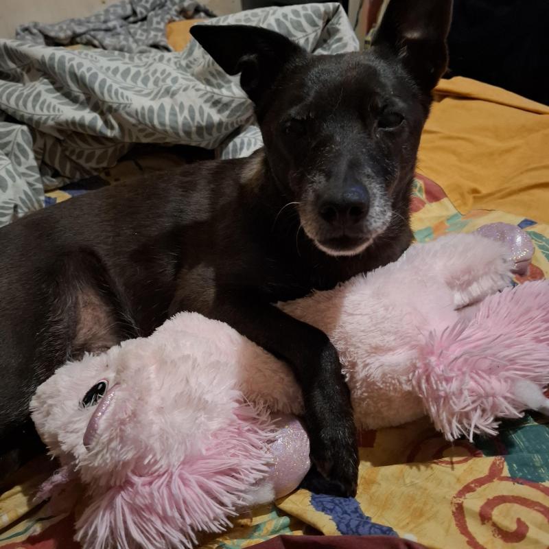 Armanis of the Alma family